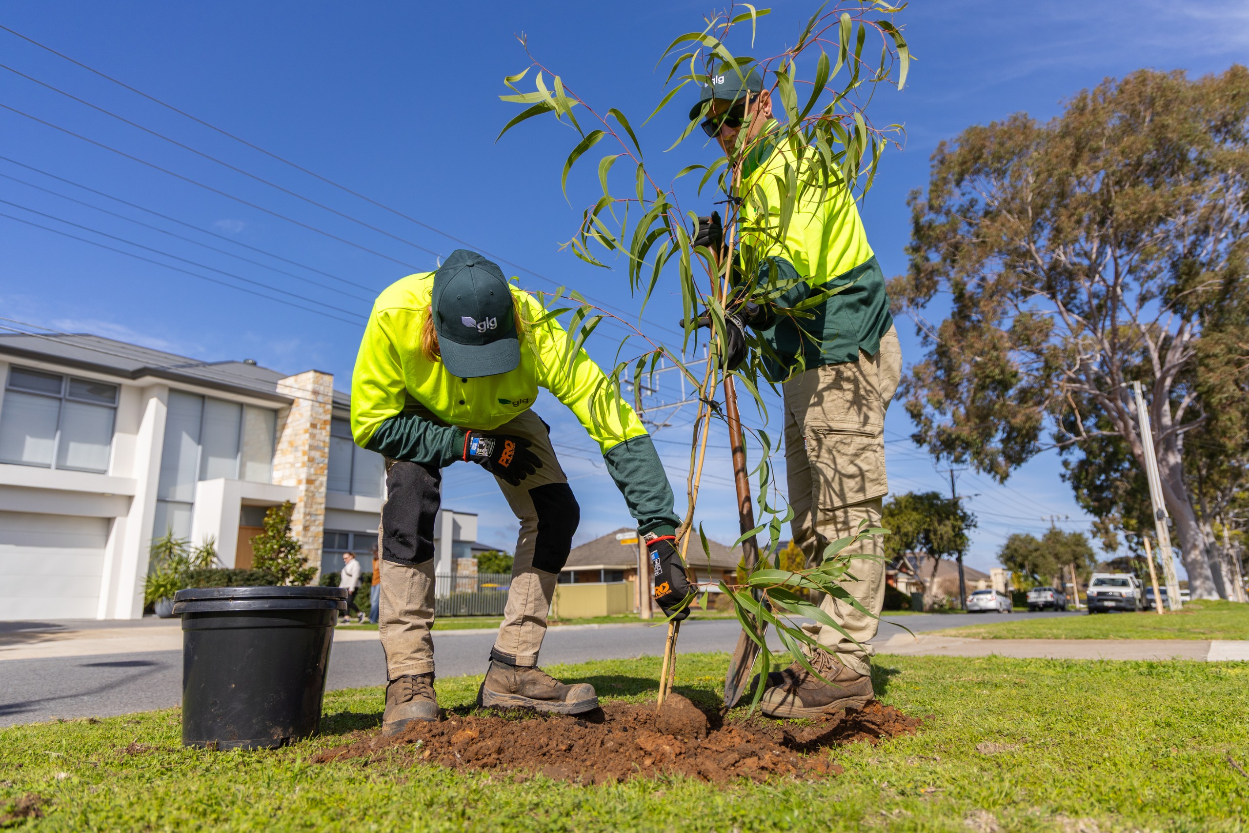 Image of two contactors in high visibility clothes planting a verge tree