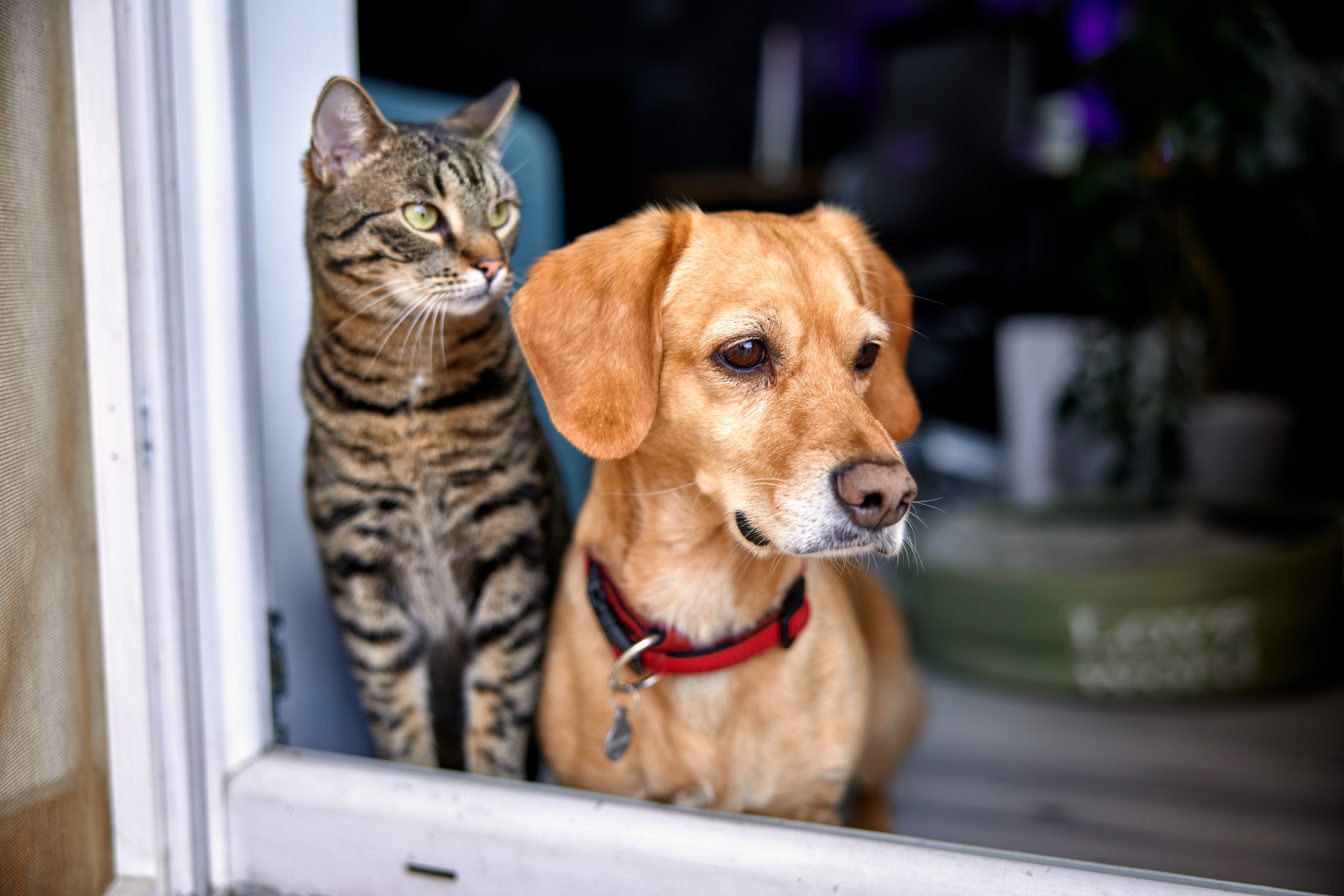 Cat & Dog