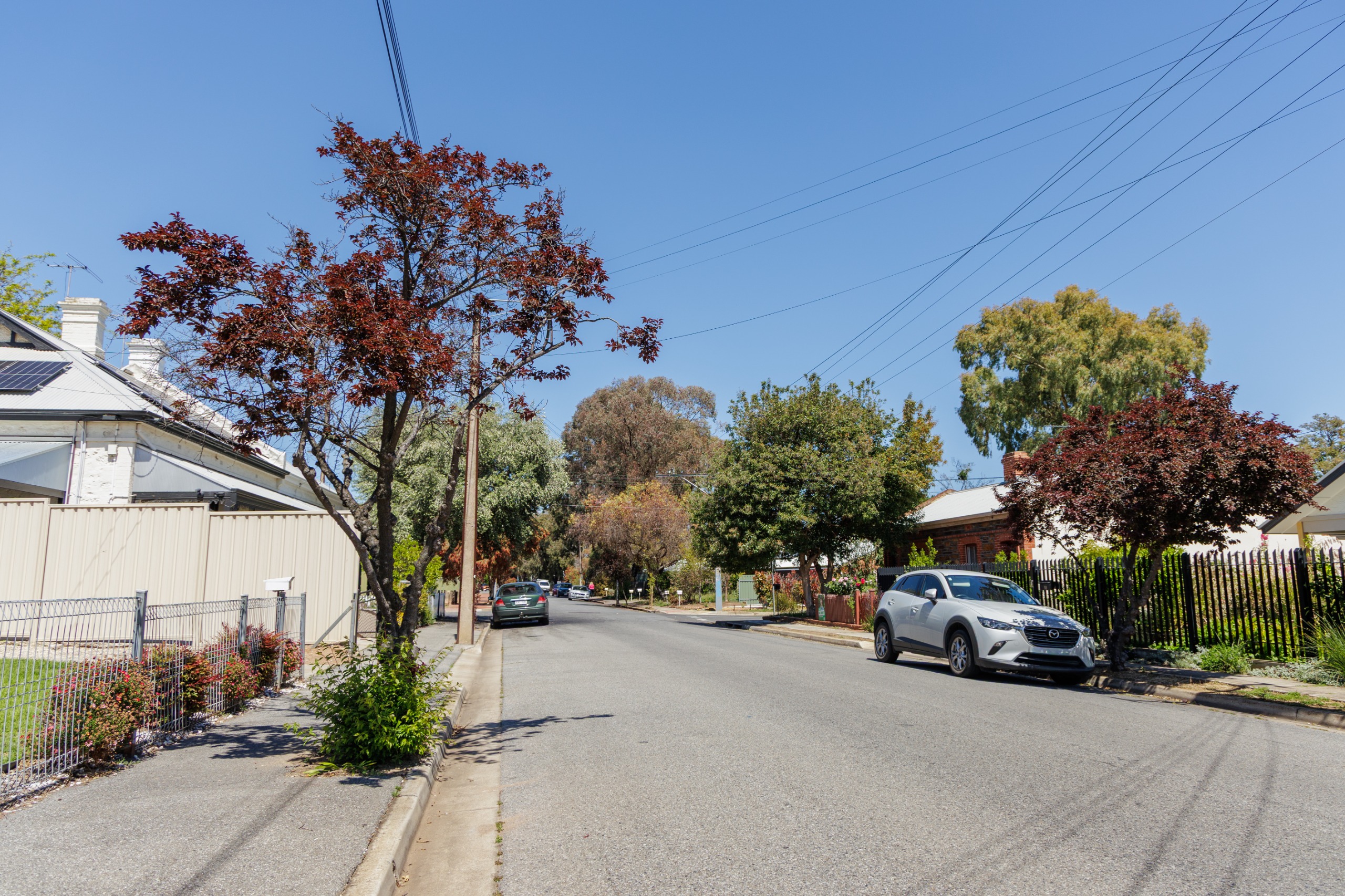 Image of existing streetscape in Gilbert Street with Ornamental Plum street trees, footpath and the road
