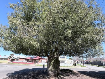 Tree in Pennington